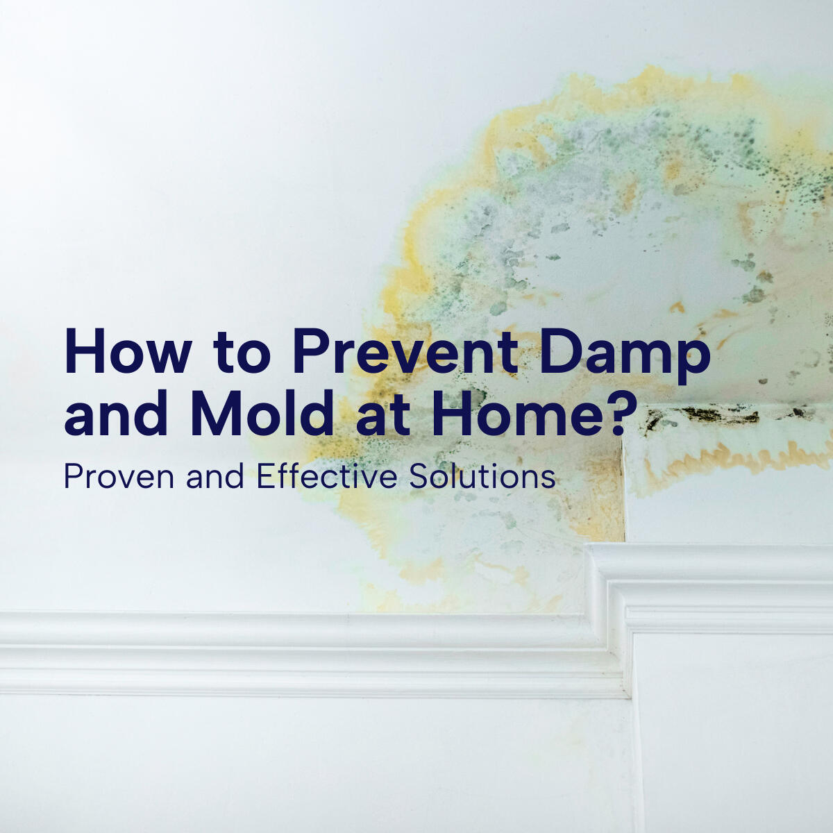 How to Prevent Dampness and Mold at Home: Effective Solutions