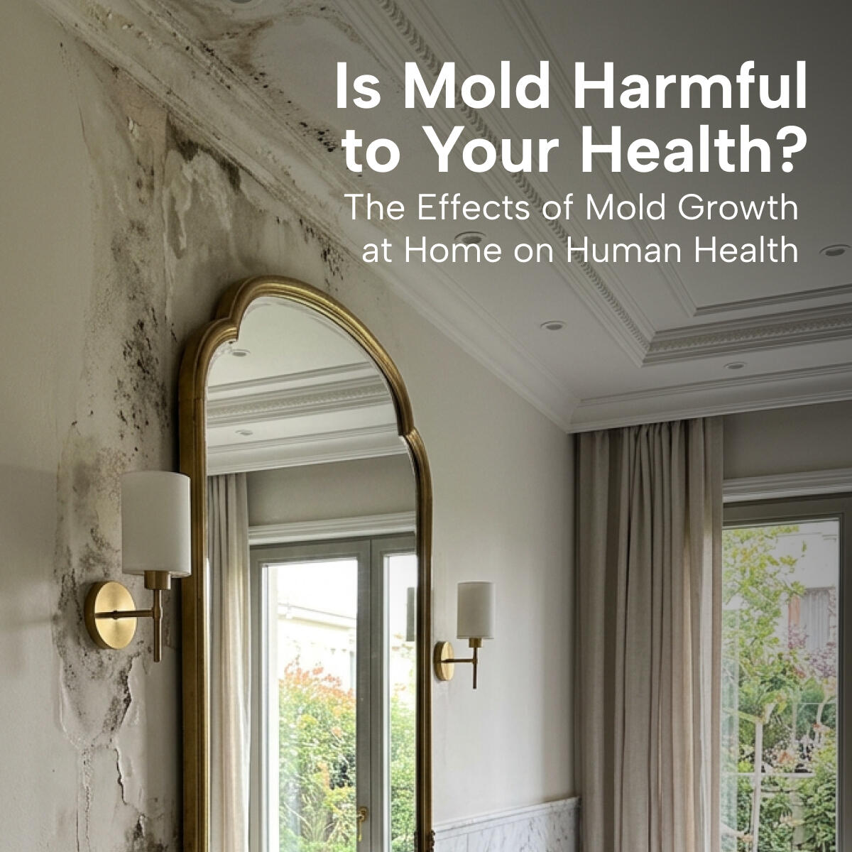 Is Mould Harmful? Understanding the Effects of Mould in the Home